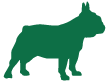 Medium dog